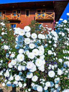 een bos witte en blauwe bloemen voor een huis bij Вілла Зозуля in Mykulychyn
