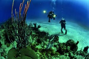 two people in the ocean looking at a coral reef at Fruit & Spice Wellness Resort Zanzibar in Kizimkazi