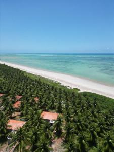 an aerial view of a beach with a bunch of palm trees at Villas Taturé in São Miguel dos Milagres