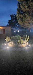 un jardín con plantas y luces por la noche en LES GORGES DU VERDON chalet, en Riez