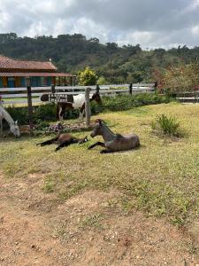 a group of horses laying on the grass in a field at Fazenda do Engenho in Ritápolis