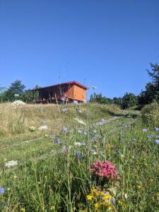 un campo de flores con un edificio en el fondo en Casa Tranquila, 