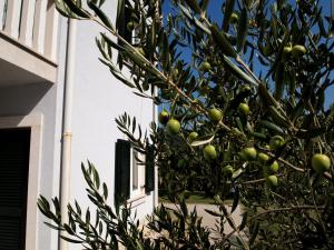 a tree with green fruit in front of a building at Villas Rab Palit in Rab