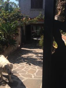 Fotografie z fotogalerie ubytování B&B Chorisia v destinaci San Teodoro