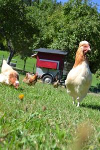 Altri animali domestici presso l'appartamento o nei dintorni