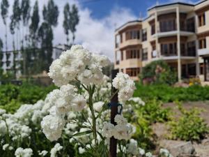 a bunch of white flowers in front of a building at Zaltak Guest House and Hostel in Leh