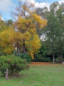 un árbol con hojas amarillas y naranjas en un parque en Posada de la Rosarito en Brandsen