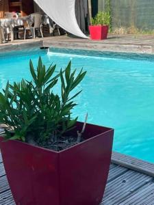 a plant in a red pot next to a swimming pool at LES CHALETS DE VANESS' l'Eden in Digoin