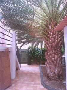 a palm tree in the middle of a courtyard at Bonita habitación en chalet in Barcelona