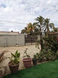 une cour avec des plantes en pot, une clôture et des palmiers dans l'établissement Casa Sol Descanso y Diversion, à San José del Cabo