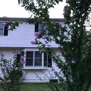 uma casa com rosas cor-de-rosa à frente. em Room in Single Family House - Suburban Neighborhood in Boston em Boston