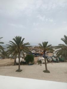 a group of palm trees on a sandy beach at Kamel 114 in Houmt Souk