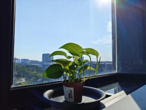 a plant in a pot on a window sill at Kanvas Soho Cyberjaya/Netflix/Gym/Jacuzzi/KLIA in Cyberjaya
