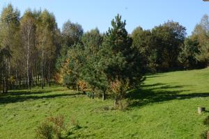 Vonkajšia záhrada v ubytovaní Chata Mioduszyna w Beskidach - drewniany dom z widokiem na Babią Górę