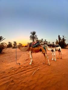 two camels standing in the sand in the desert at Mhamid wild Trekking Camels in Mhamid