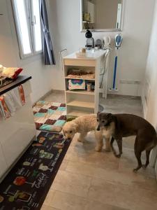 two dogs standing in a kitchen next to a sink at SirmioneRooms in Sirmione