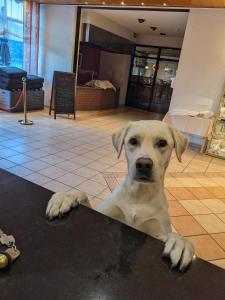 un perro sobre una mesa en Der Wolfshof - Dein Zuhause im Harz en Langelsheim