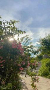 een tuin met roze bloemen op een pad bij Mận Home - Nhà Trên Đồi in Mộc Châu