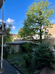 einen Garten mit einem Baum und einem Zaun in der Unterkunft Gemütliche grosse Wohnung Nähe Uni in Basel