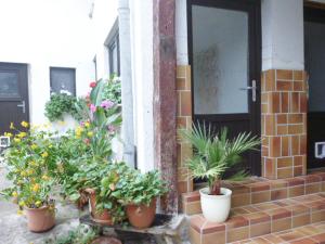 a bunch of potted plants sitting outside of a door at Ferienwohnung Familie Mergner in Bad Langensalza