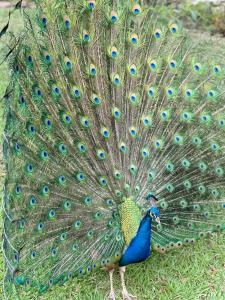 Gallery image of Pousada Rancho na Represa in Nova Odessa +8 photos