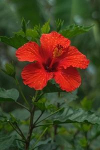 una flor roja en una planta con hojas verdes en Hostal y Cabañas Aorangi en Hanga Roa