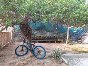 Una bicicleta estacionada bajo un árbol en un parque en Hostal El Nido del Azulejo, en Barú
