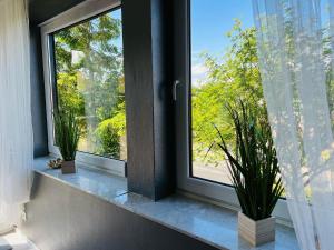 a window with two potted plants on a window sill at Apartment Am Paradies in Bad Lauterberg