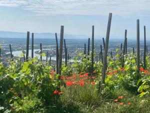 a view of a vineyard with flowers and poles at JOLI GÎTE ARDÈCHOIS in Plats +6 photos