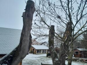 een boom met sneeuw voor een huis bij AGRODEO Gospodarstwo Agroturystyczne in Gąsawa