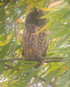 a brown owl sitting in a tree at Hostal Henrry's in Mindo
