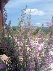 a bush with purple flowers in front of a building at Chalés Aconchego in Pirenópolis