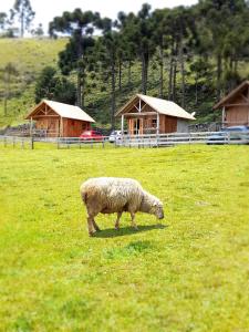 a sheep grazing in a field of green grass at Pousada Laranjeiras Ecoturismo in Bom Jardim da Serra