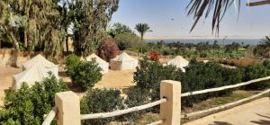 a group of tents in a field with trees and the ocean at Tunis Camp Fayoum in Fayoum Center