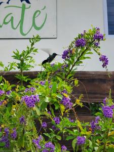 a bird sitting on top of some purple flowers at Anaté Beach Apartments, Mangel Alto in Savaneta
