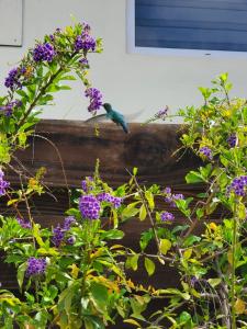 Savaneta的住宿－Anaté Beach Apartments, Mangel Alto，鸟栖息在木栅栏上,种着紫色的花