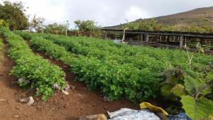 Gallery image of Brisas del Junco in El Progreso