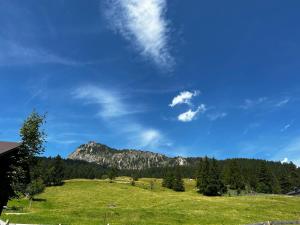 a grassy field with a mountain in the background at Ferienwohnung Rief in Tannheim