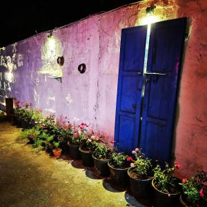 a blue door and a bunch of potted plants at Dream Vision Guest House in Diu
