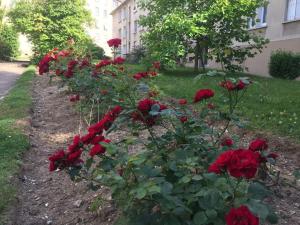 una fila de rosas rojas en un jardín en Appartement de designer, Cosy Lumineux, 3 chambres, en Le Kremlin-Bicêtre