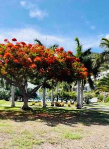 Giardino di Escale Caraïbes