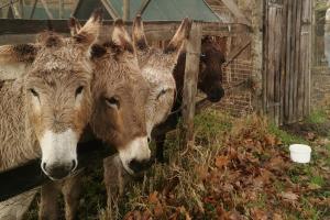 four donkeys are standing next to a fence at Fernhill Guest Farm in Knysna