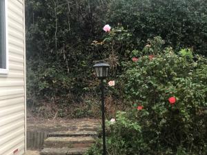 uma lâmpada preta na frente de um arbusto de rosas em Blue quary em Hastings