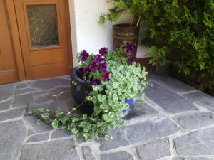 Zahrada ubytování Appartements Zankl