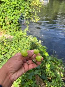 Eine Hand, die ein paar grüne Pflanzen neben einem Fluss hält. in der Unterkunft Glamping Calvados 