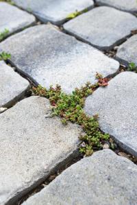 a plant growing out of the cracks of a sidewalk at Green46 in Meerbusch