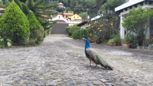 un pavo real parado en un camino de piedra en Hotel Casa Búho B&B, en Antigua Guatemala