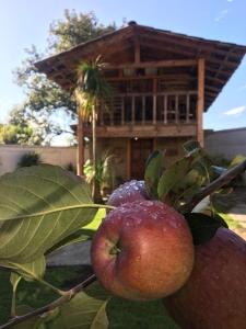 Ein Haufen Äpfel auf einem Baum vor einem Haus in der Unterkunft Xamikal in Zacatlán