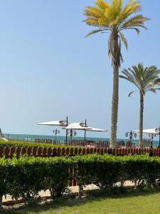 a couple of palm trees and a beach with a plane at Villa, Sea Front View منتجع قرية سما العريش in Arish
