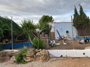 un grupo de animales en una zona cercada en Alojamientos Rurales la Loma, en Pozo Alcón